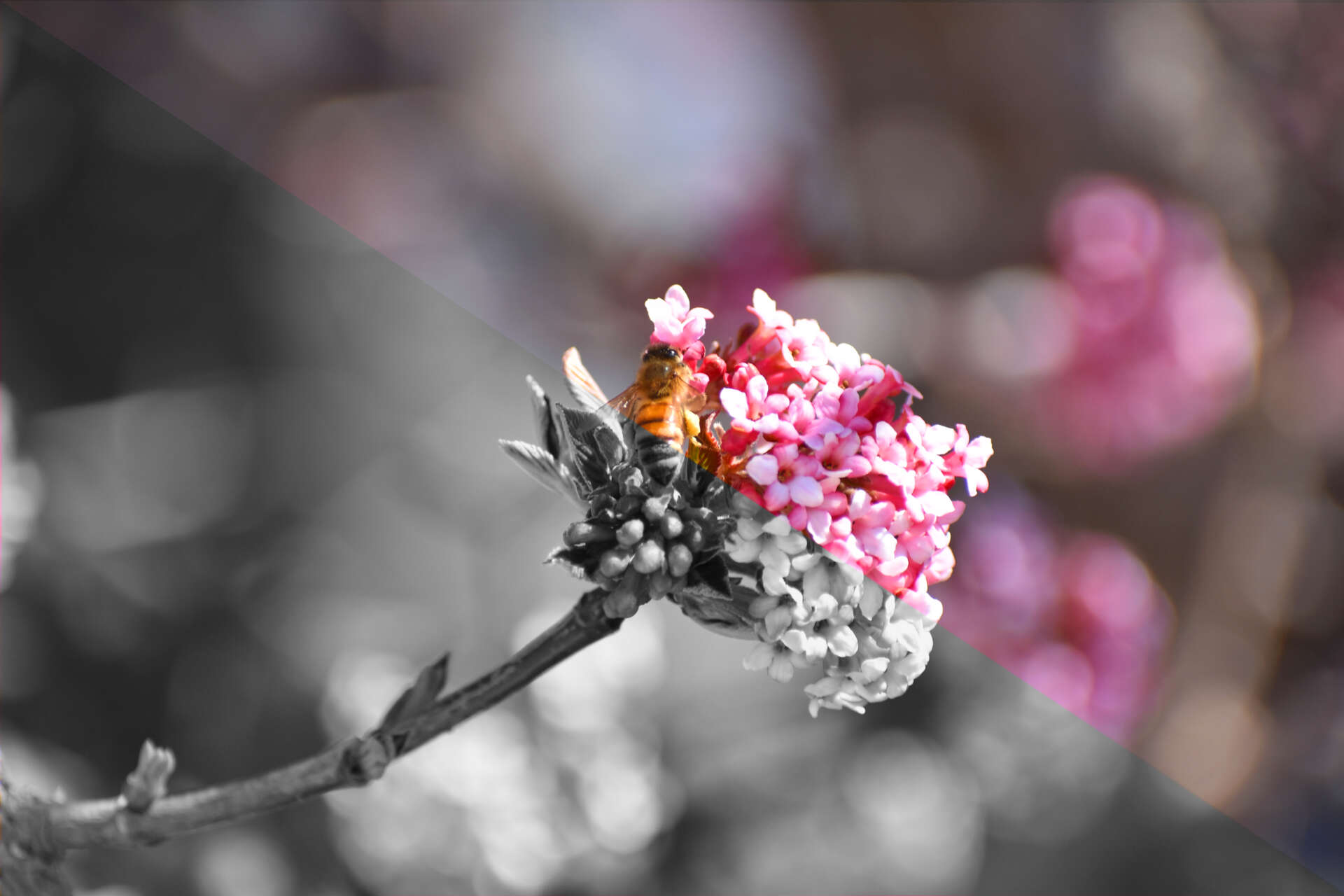 A bee lands on a flower. Half of the picture is gray and half is colored.