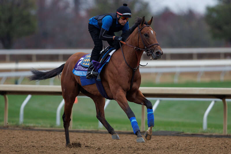 Natural Treasure, Preakness 2023
