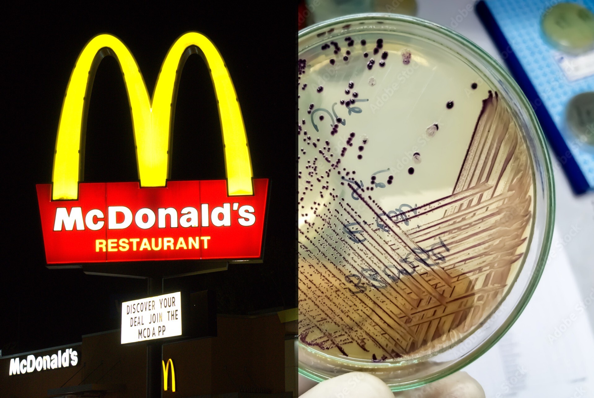 Image of McDonald's sign next to an E .coli bacteria culture plate